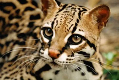 ocelote