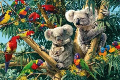 Koala Family
