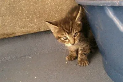 Tabitha 's kitten jigsaw puzzle