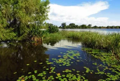 Esteros del IberÃ¡. Corrientes. Argentina jigsaw puzzle