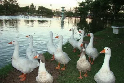 Patos CentenÃ¡rio