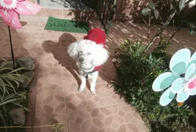 DAISY