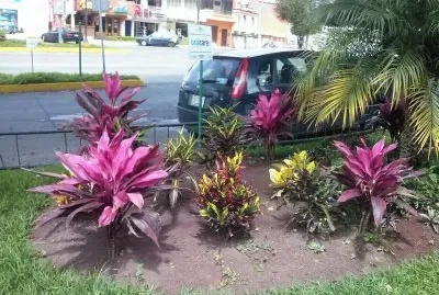 jardin