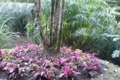jardin