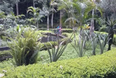 jardin