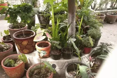 jardin