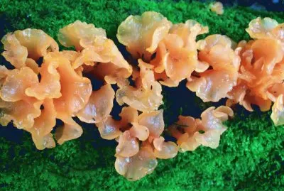 flores jigsaw puzzle