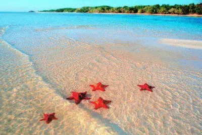 estrellas de mar