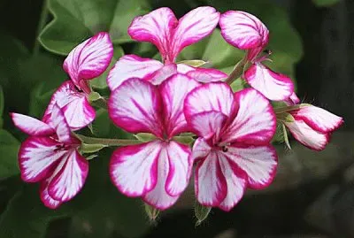 geranium lierre