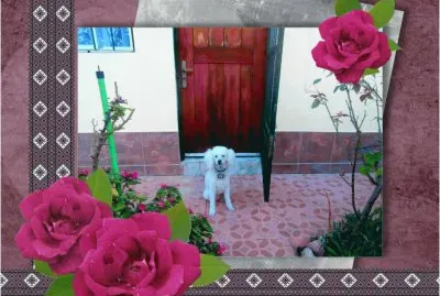 caniche jigsaw puzzle