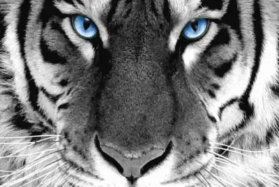 ×—×ª×•×œ×”