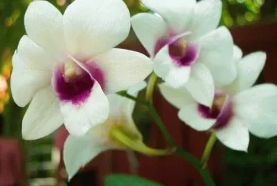 Orchid