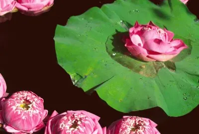 Lotus