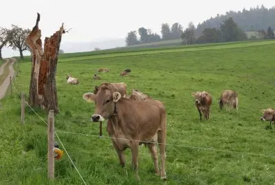 vache