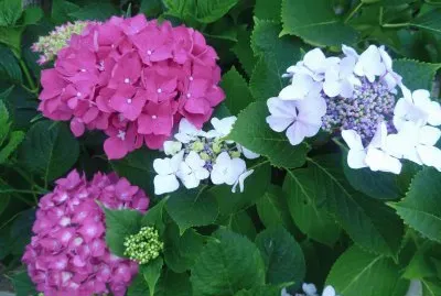 ortensie jigsaw puzzle