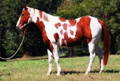 Cavalo 3