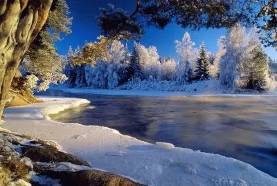 Winter_forest