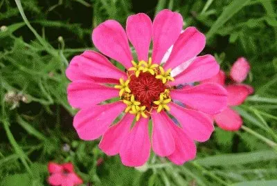 fleur sauvage