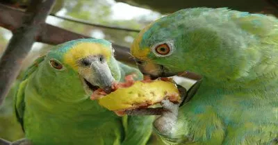 loritos jigsaw puzzle