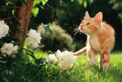 pequeÃ±o