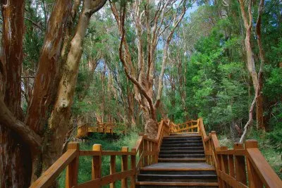 Bosque de Arrayanes. NeuquÃ©n. Argentina