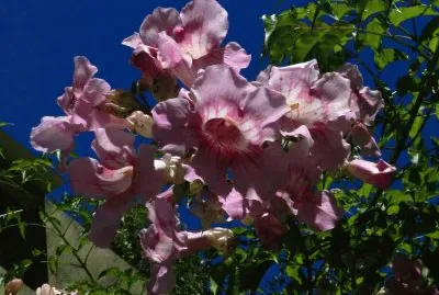bignonia rosada