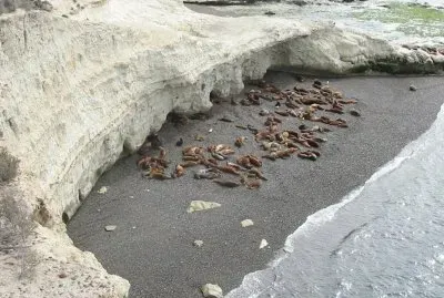 Lobos marinos en Punta Loma. Chubut. Argentina