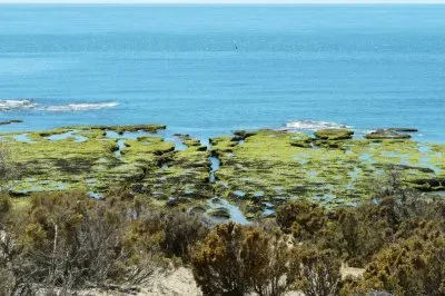 Punta Norte. PenÃ­nsula de ValdÃ©s. Chubut. Argentina