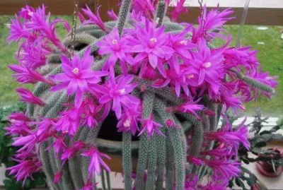 פאזל של flor cactus