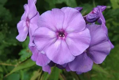 phlox