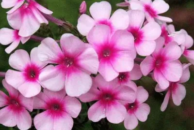 phlox