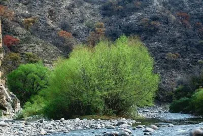 Isla Larga. Catamarca. Argentina