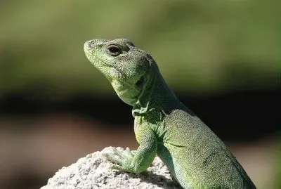 pristidactylus achalensis