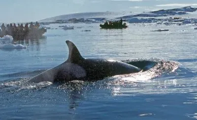 Orca en la AntÃ¡rtida Argentina