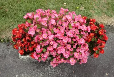 begonias