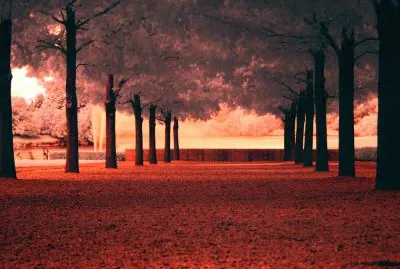 פאזל של Line-of-Trees-in-red-a19561077