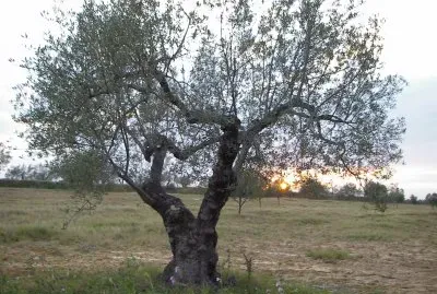 olivier jigsaw puzzle