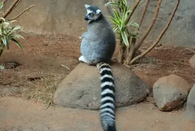 Lêmure de calda anelada