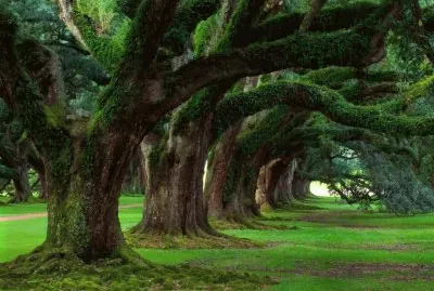 fila de arboles