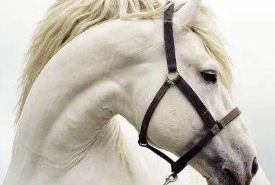 AtenciÃ³n equina