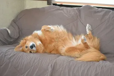 Relaxing jigsaw puzzle