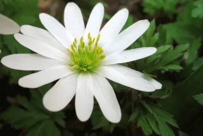 anemone