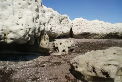 Corales en Puerto Madryn. Chubut. Argentina
