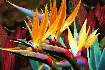 Bird of Paradise