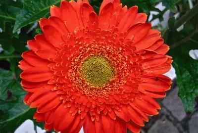 gerbera