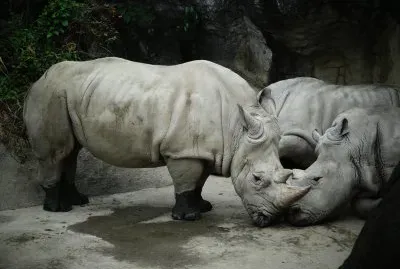 Rhinoceros