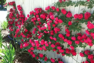 NÂº 1247 jigsaw puzzle