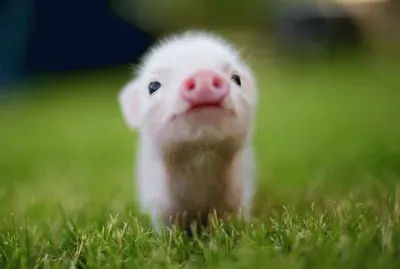 pig