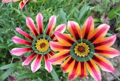 gazania