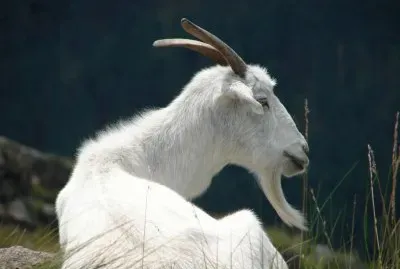 chivo